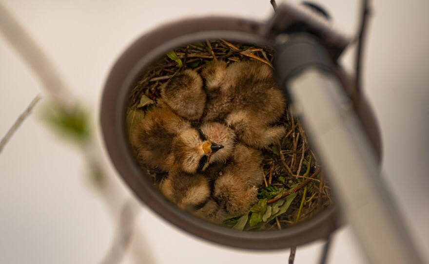 Snail Kite hatchlings are seen in the reflection of a measuring tool used by biologist Brian Jeffery at Lake Okeechobee in Moore Haven, Fla.