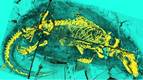 Researchers say a small fossil from the middle Jurassic provides some of the oldest evidence of chewing and swallowing as well as suckling — all distinctly mammalian traits.