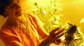 Ellen Lenox Smith tends her indoor marijuana garden. Rhode Island patients currently must grow their own or obtain it from "caregivers" licensed by the state to cultivate a limited number of plants for up to five patients.