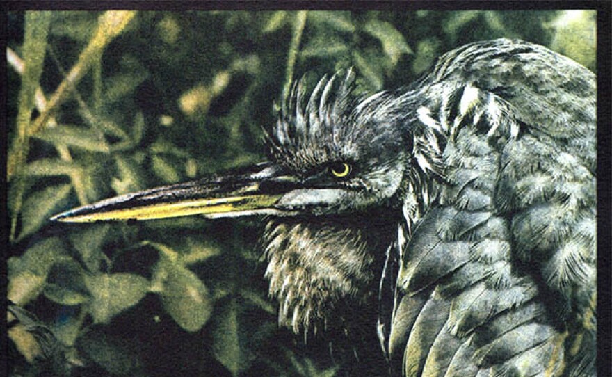 "Great Blue Heron"