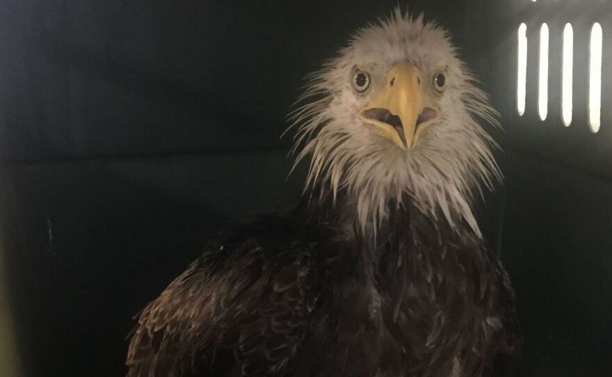 On Saturday, an injured bald eagle was found in southeast Washington, D.C.