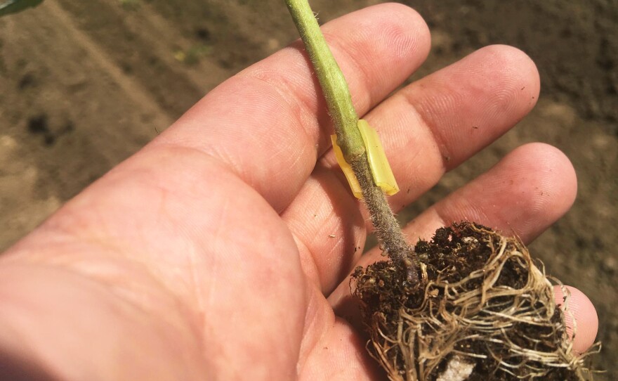 Scott Stoddard hopes that each of these little tomato plants will yield enough to make up the cost difference of grafting.