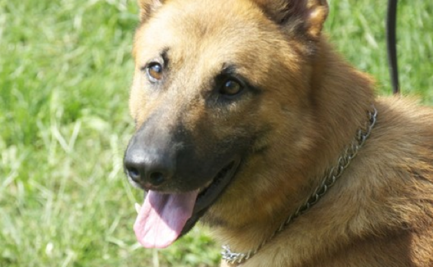 Dog in training on 'Alpha Dogs.'