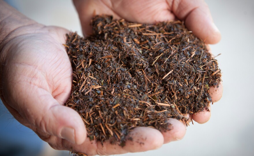 An employee holds dried tea leaves at the Charleston Tea Plantation on Wadmalaw Island, S.C.