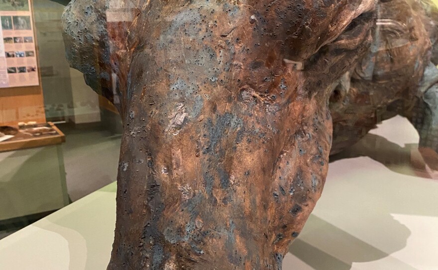 A close up view of Blue Babe, which is part of a permanent exhibit at the University of Alaska Museum of the North.