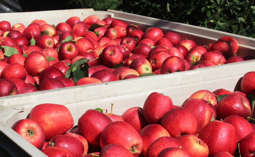 Each of these 23-bushel bins holds nearly 1,000 pounds of apples. Jose Martinez can pick 15 or 16 of these big bins each day: 15,000 pounds of apples.