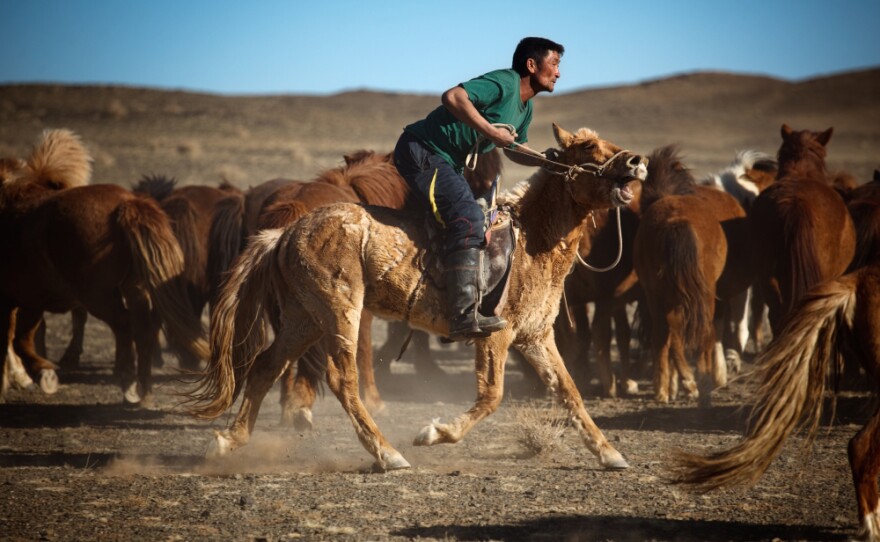 Horses were first domesticated in the area that is Mongolia today. The original cowboys, Mongolians ride on wooden saddles and are some of the best horsemen in the world. They're a part of Mongolia's traditional culture, which is under pressure from the mining boom.