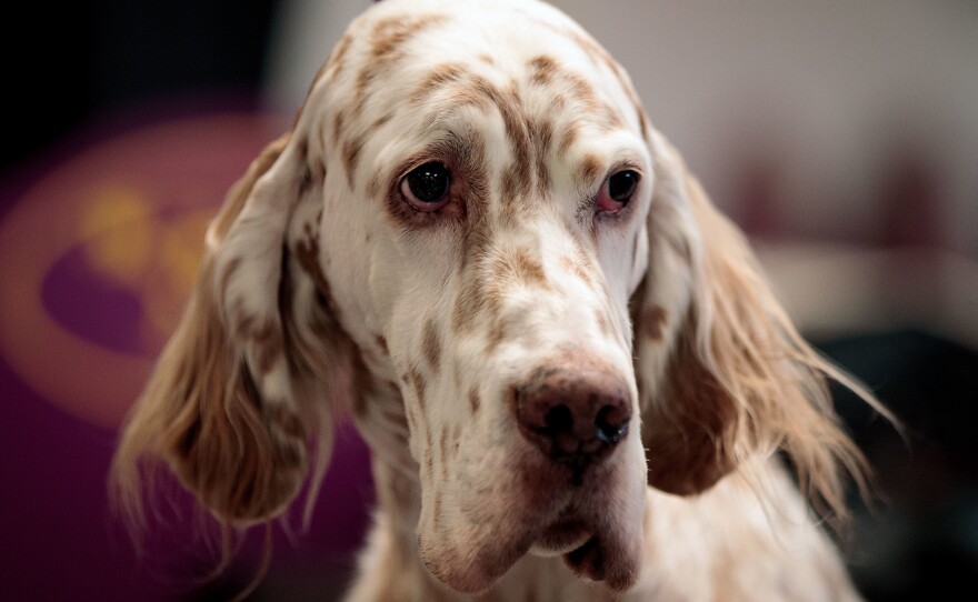 Tommy, an English setter, looks on backstage on the final night of the Westminster Kennel Club Dog Show in New York City.