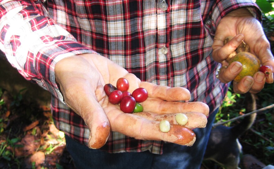 Elena Biamon holds coffee berries grown on her farm near Jajuya, a town in Puerto Rico's mountainous interior.