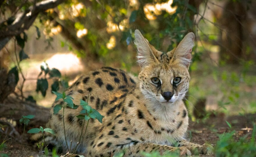 Serval. Hoedspruit Endangered Species Centre, Namibia.