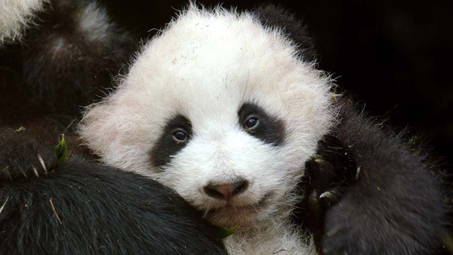 Three-month-old Giant Panda at Wolong Panda Center, who was trained for reintroduction in the wilderness of the Qinling Mountains.