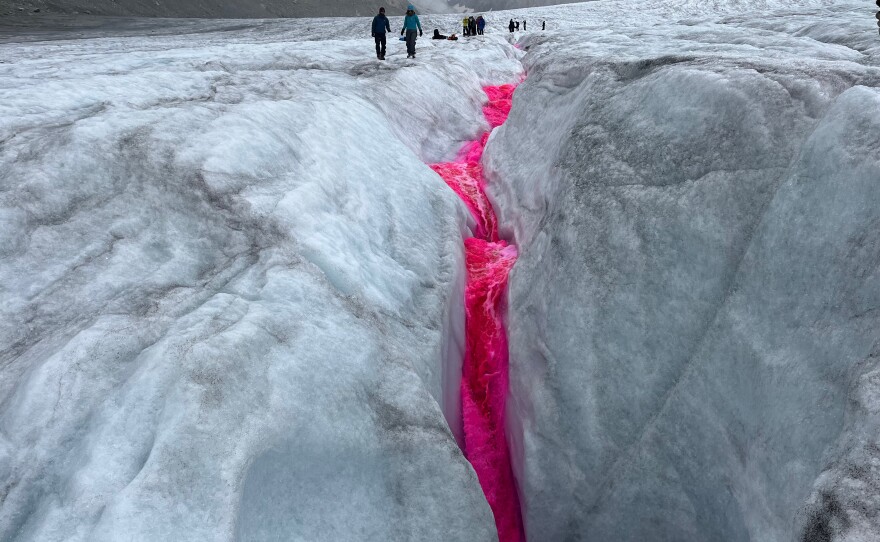 A team of scientists from ETH Zurich releases pink dye in the Rhône Glacier's meltwater to record how quickly it is flowing off the glacier.