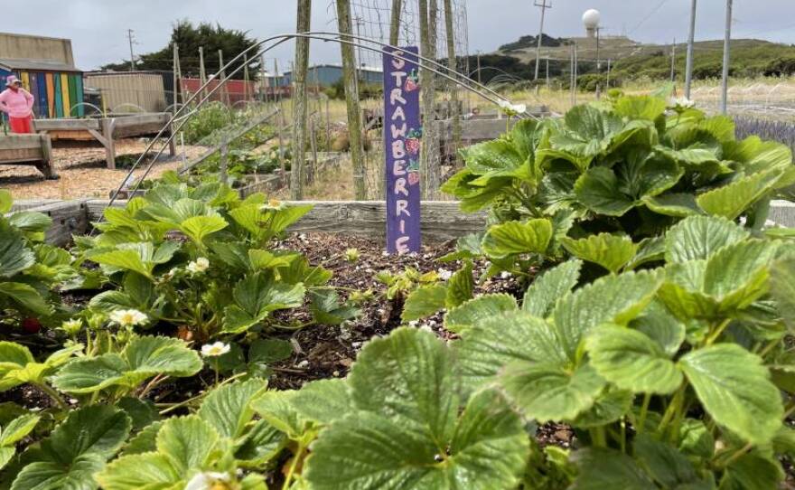 Big Wave sells produce like strawberries, peas, lettuce, squash and lavender in this undated photo.