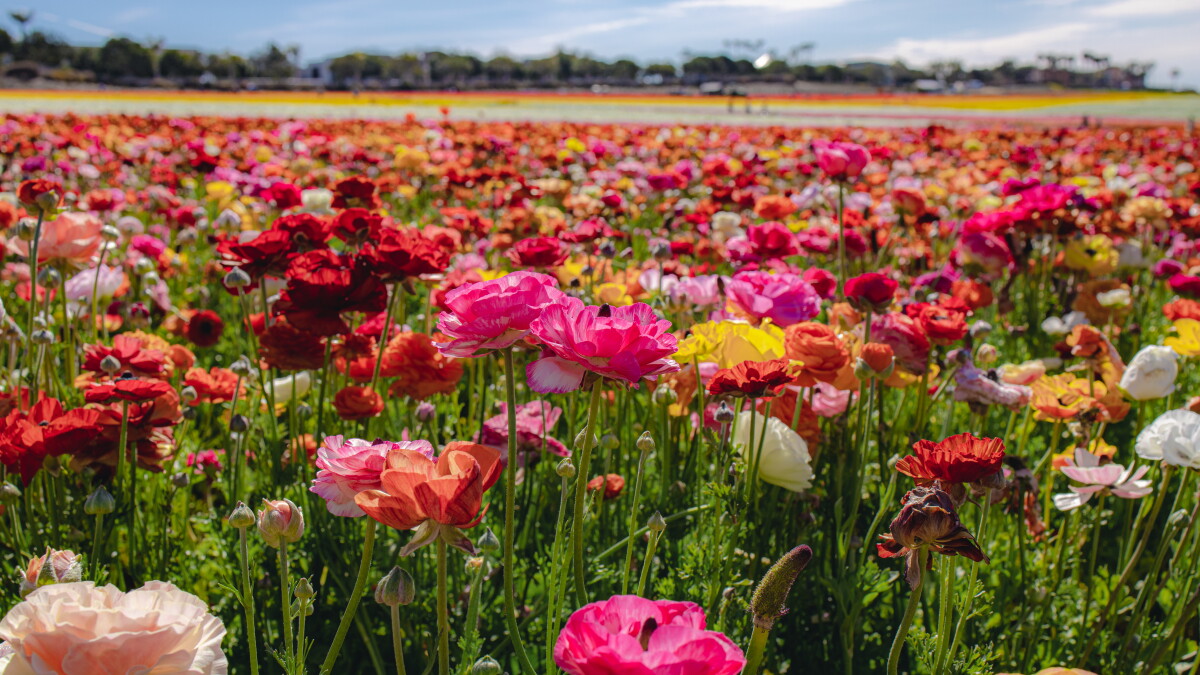 'Spring Into Color' with The Flower Fields at Carlsbad Ranch - Vimarsana News