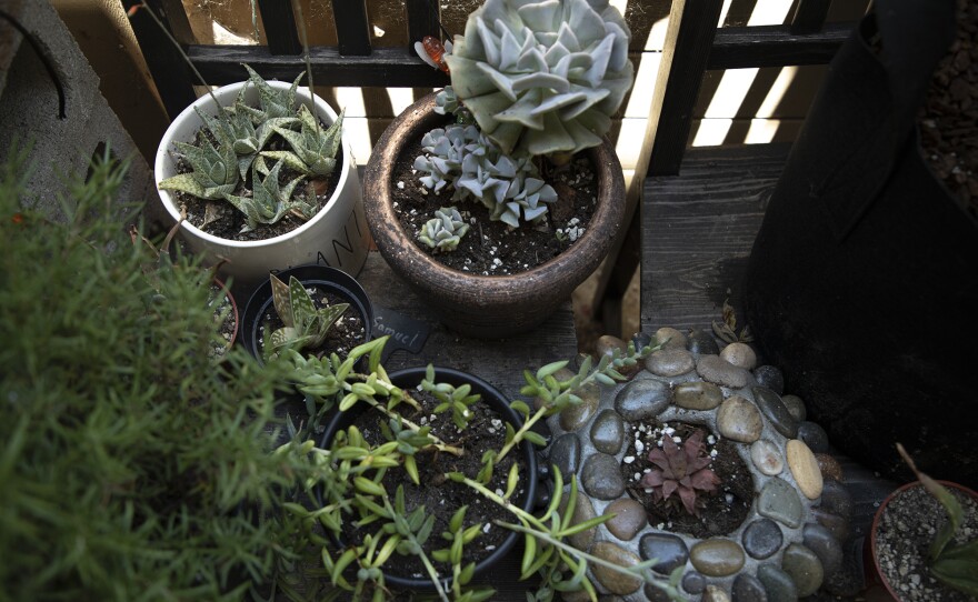 Plants grow in Marine veteran Kiaya Bender's garden at his Vista home, June 25, 2020.