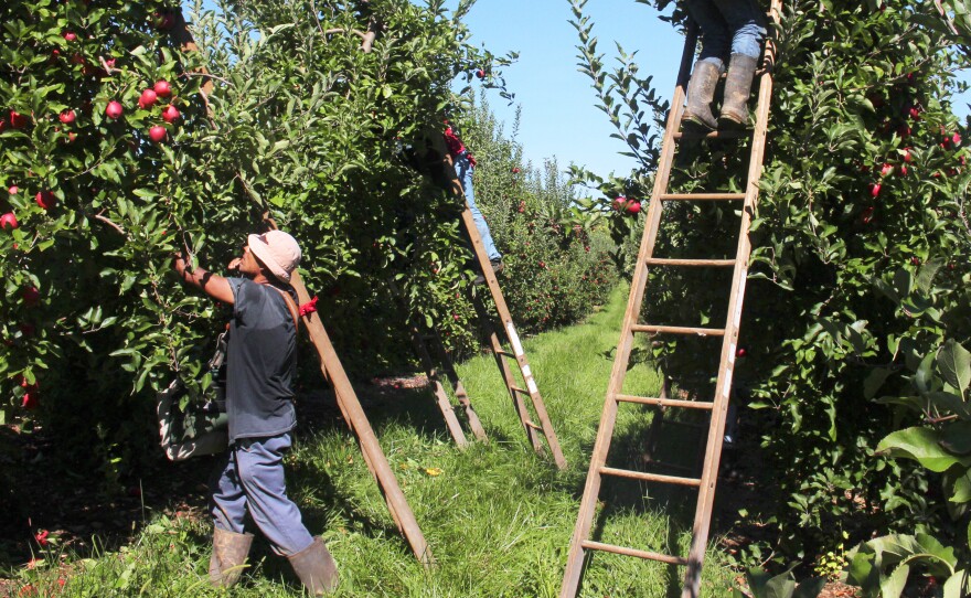 Apple pickers at work in Adams County, Pa. Come apple harvest time, workers come to this area by the thousands. Nationwide, an estimated 70,000 workers pick apples every fall.