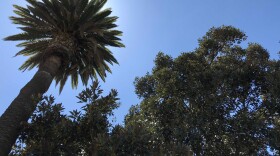 The tree canopy in Balboa Park on Apr. 26, 2019.