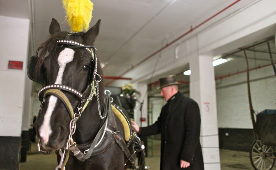 Stephen Malone, spokesman for the Horse and Carriage Association, gets his rig ready in New York City. Some say horse-drawn carriages are inhumane; if the mayor has his way, the practice will end.