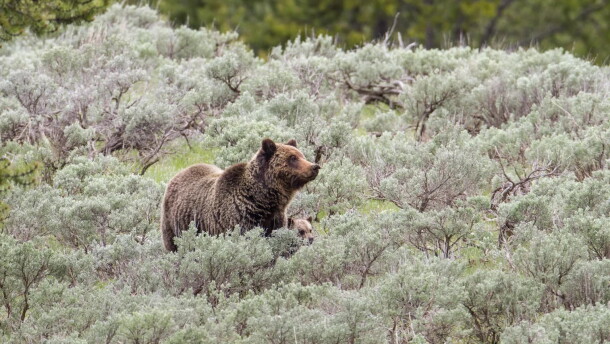 A grizzly sow and cub graze in an open meadow on June 2, 2016.