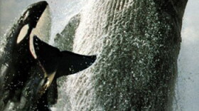 Killer whales attack a giant humpback whale off the coast of Australia in a scene from "Killers in Eden," the story of an extraordinary human-animal relationship. The film recalls a period in the early 20th century when killer whales (also known as orcas) "conspired" with whalers from the fishing village of Eden to satisfy each other's hunting needs.
