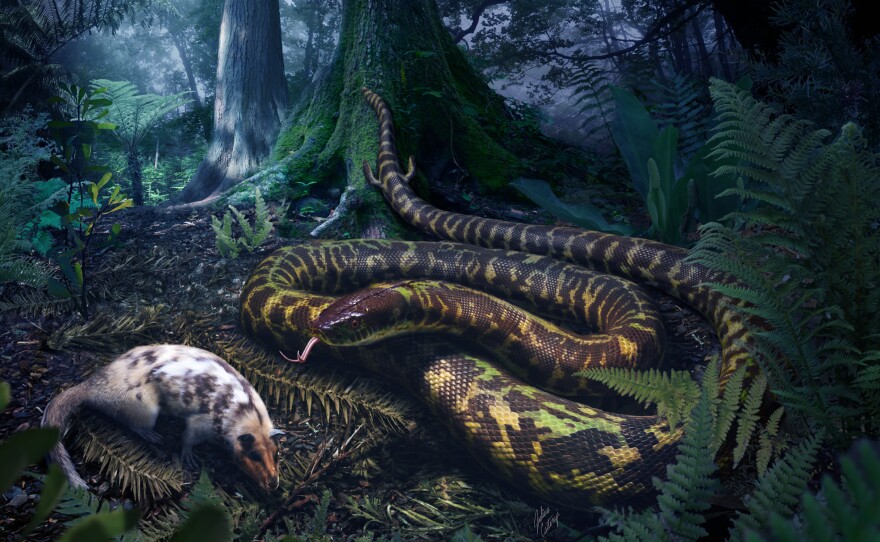 The most recent common ancestor of all today's snakes likely lived 120 million years ago. Scientists believe it used needle-like hooked teeth to grab rodent-like creatures that it then swallowed whole.