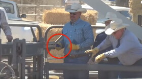 Image from a video shows a horse allegedly being illegally shocked while in a chute in this undated screengrab. 