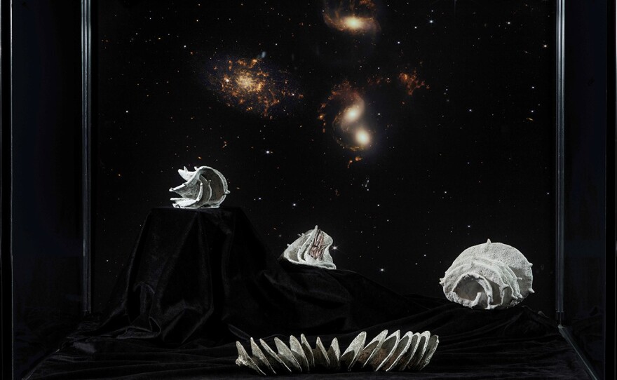 Set against a black velvet display cloth and a vivid image of distant galaxies, four white sculptures sit in a display cube. The sculptures look like bones or fossils.