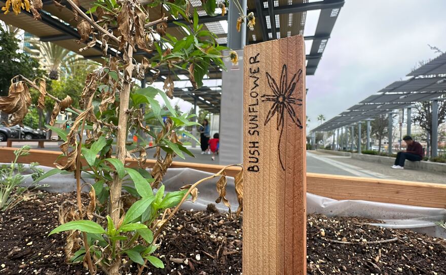 A bush sunflower and a wooden sign denoting it is shown in the Iipay Nyechewuuw on May 23, 2023.