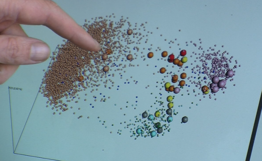 Rob Knight points out how microbial samples from a handful of fermentation fans compare with aggregate data from the American Gut Project, Feb. 1, 2016.