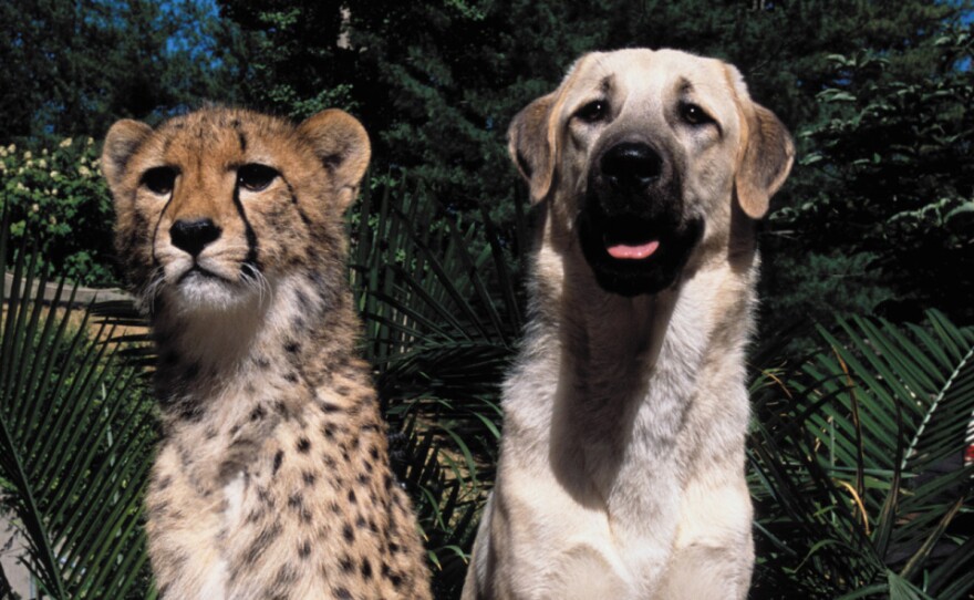 The cheetah Sarah and the Anatolian shepherd Alexa were raised together and became lifelong companions.