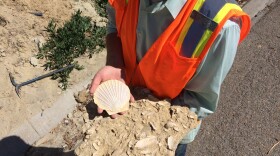 San Diego Natural History Museum paleontologist Rodney Hubscher holds a bed of mussels and a scallop shell taken from the hillside along state Route 15 north of Adams Avenue, March 15, 2016.