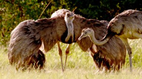 Two rheas, one with its wings opened.