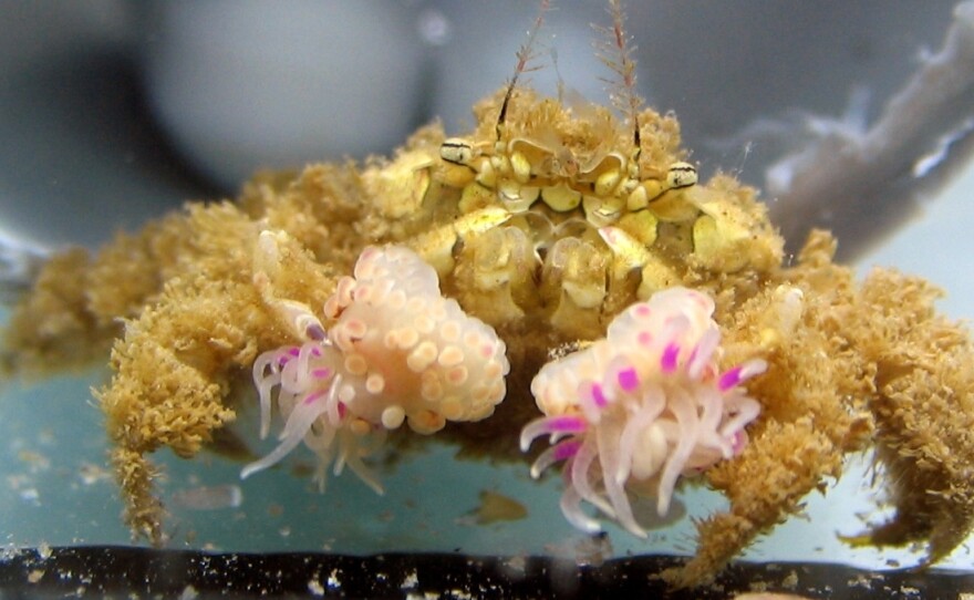 A wild-caught Lybia leptochelis crab holding an anemone in each claw.