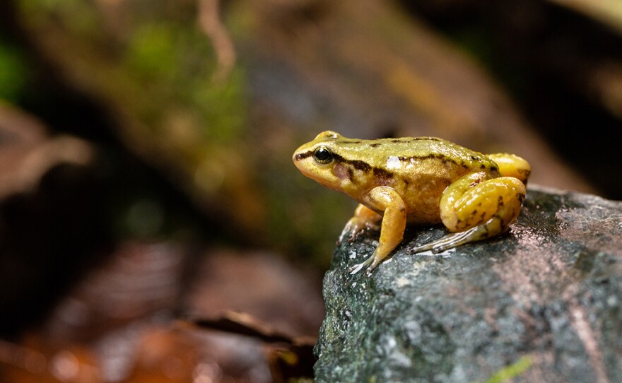 The Quito Rocket Frog is perched on a rock face on the slopes of the Cotopaxi volcano in Ecuador.