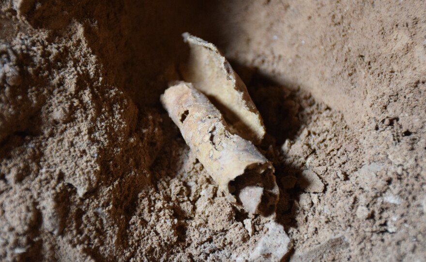 Parchment that archaeologists say was being processed for writing, found in the newly discovered cave believed to have contained Dead Sea Scrolls.