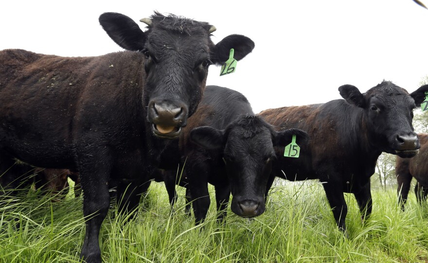 Grass-fed, antibiotic-free cattle gather at a farm in Yamhill, Ore. For the first time, government statistics show America's pigs, cattle and poultry are getting fewer antibiotic drugs.