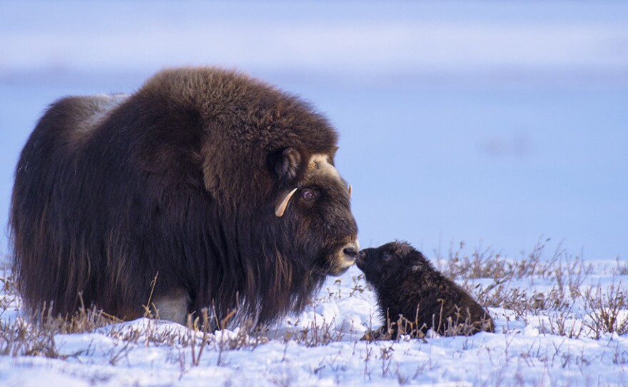 Musk ox mother and calf. Arctic National Wildlife Refuge.