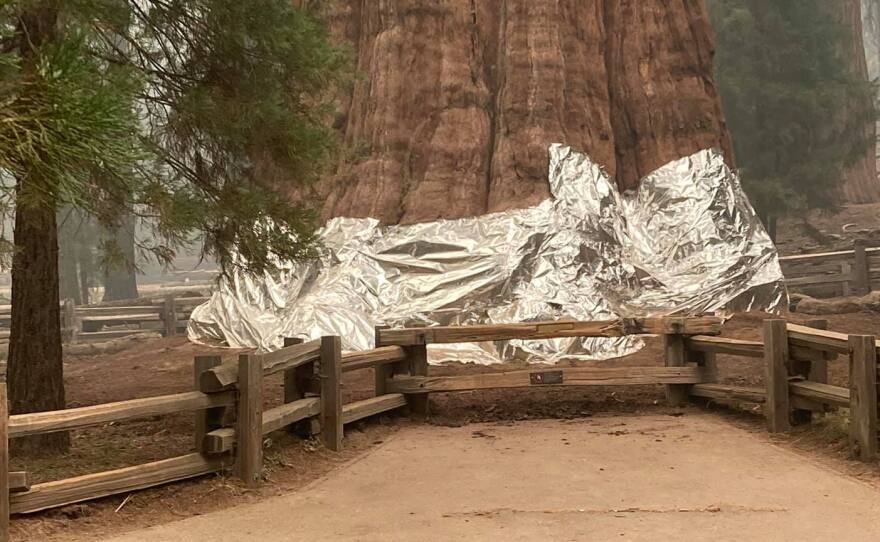Firefighters wrapped foil around the base of the General Sherman tree, to protect the gigantic sequoia from an intense wildfire.