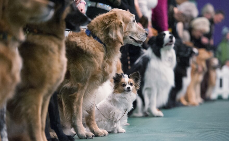 Dogs line up for the obedience competition during the dog show.