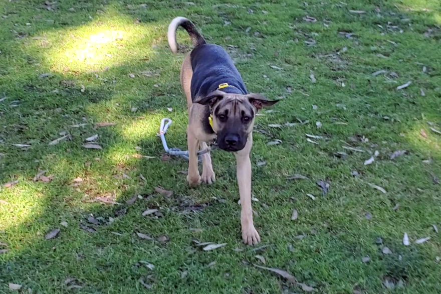 A dog runs at a park in San Diego, Calif. Undated photo.