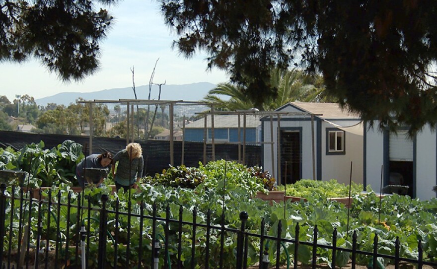 Stepheni shows host Nan Sterman around Dickinson Farm, National City, Calif.