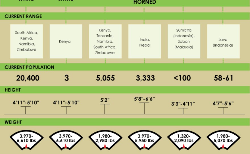Click to enlarge. Paleontologists believe that 60 different species of rhino ancestors once inhabited North America, Europe, Asia and Africa. There are now 5 living rhino species. Sources: WWF, Save the Rhino.