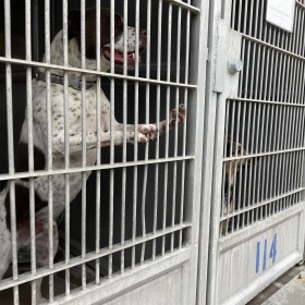 Dogs in kennels at the Bonita shelter are shown in this photo from June 3, 2025. Former shelter employees and volunteers say the dogs spend most of their time in the kennels, waiting to go for a walk or get some playtime. 