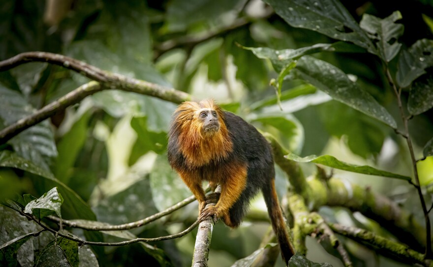 A Golden-headed Lion tamarin in the Atlantic Rainforest, Brazil. Only 12% of the Atlantic Forest survives and what remains is severely fragmented. Scientists use radio collars to follow the journeys of these endangered primates to discover how they are able to survive and how best to protect them.