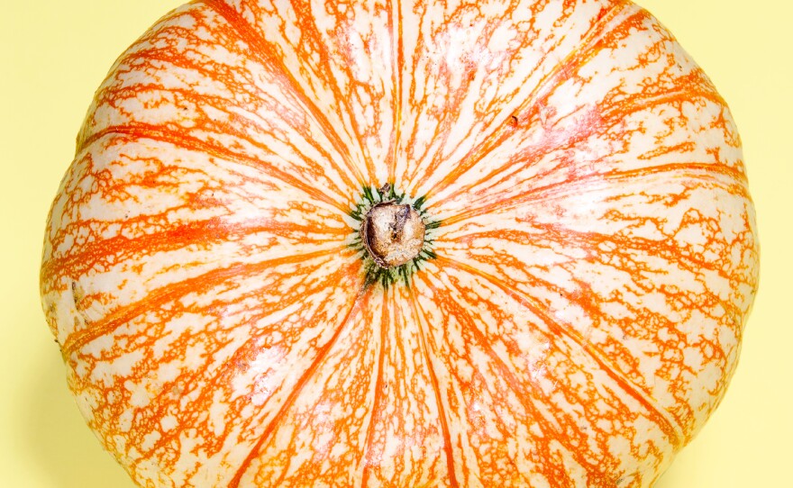 One Too Many: So named because it looks like a bloodshot eye, this hybrid was developed by plant breeder Duane Bell of Rupp Seeds in the early 2000s. Bell crossed two orange pumpkin species, Maxima and Moschata, in an effort to develop a hearty, deep red variety. "I had no idea I'd get stripes," he says. But he knew a good seller when he saw it.