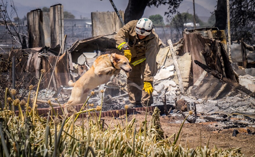 A San Bernardino Fire Department firefighter works with a cadaver dog searching the ruins for anyone who may have been overrun by the flames of a wildfire along State Route 138, in Phelan, Calif., Wednesday, Aug. 17, 2016. 