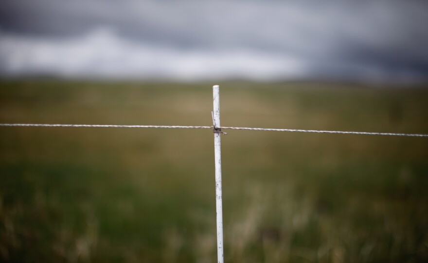 This electrified cattle fence is a grouse-friendly alternative to traditional barbed wire fences. The single-wire fences can be moved and removed easily, and the grouse are less likely to fly into them.