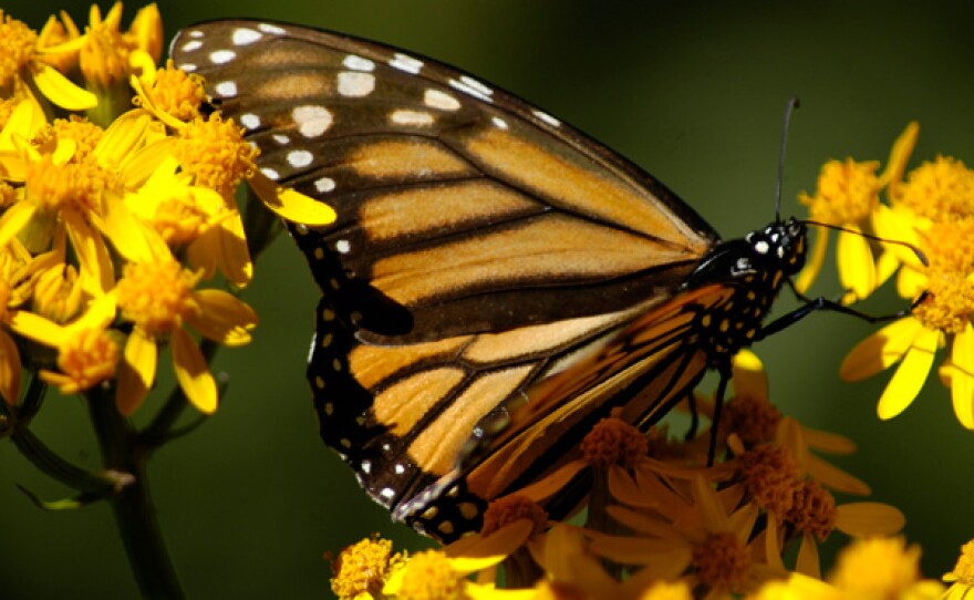 Monarch butterfly. Every year, 100 million Monarch butterflies set off on an incredible journey across North America. These beautiful creatures fly 2,000 miles to reach their remote destination, a tiny area high in the mountains of Mexico.
