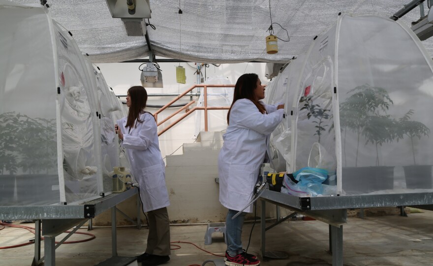 Technicians at the CDFA insectary collect baby wasps.