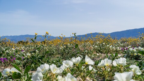 Wildflowers bloom in Anza Borrego State Park on March 9, 2024.